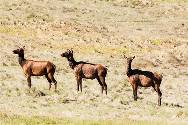 Elk Cervus canadensis Cervus elaphus