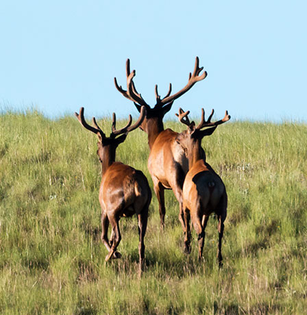 Elk Cervus canadensis Cervus elaphus