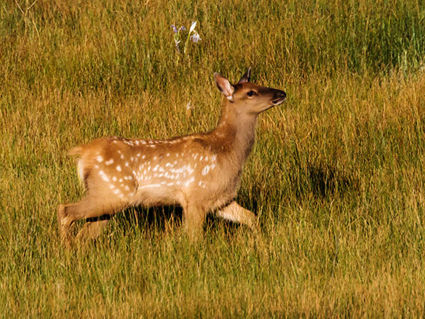 Elk Cervus canadensis Cervus elaphus