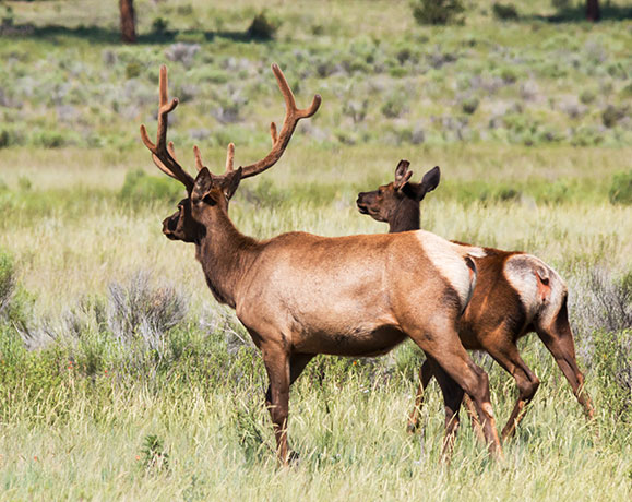 Elk Cervus canadensis Cervus elaphus