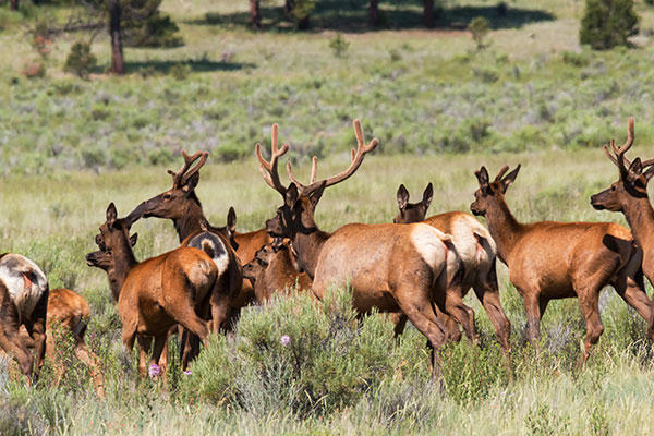 Elk Cervus canadensis Cervus elaphus