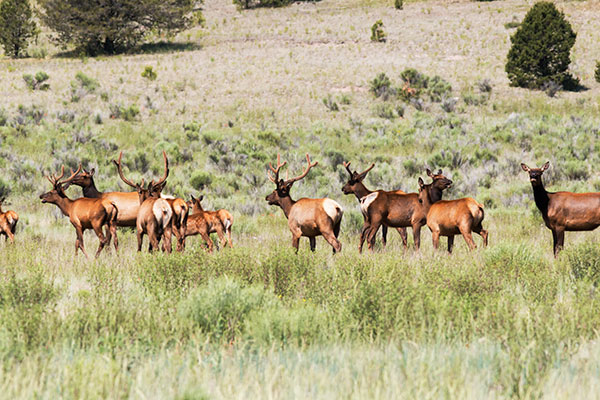 Elk Cervus canadensis Cervus elaphus