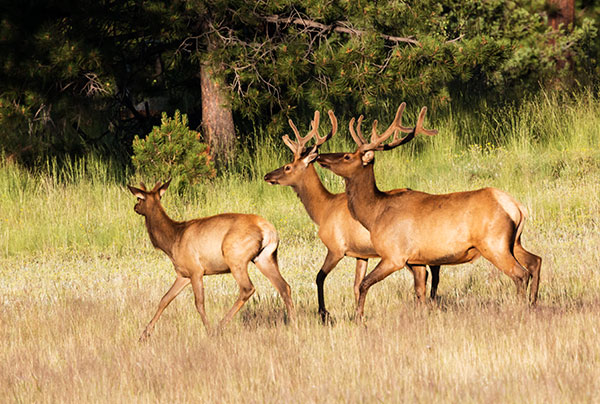 Elk Cervus canadensis Cervus elaphus