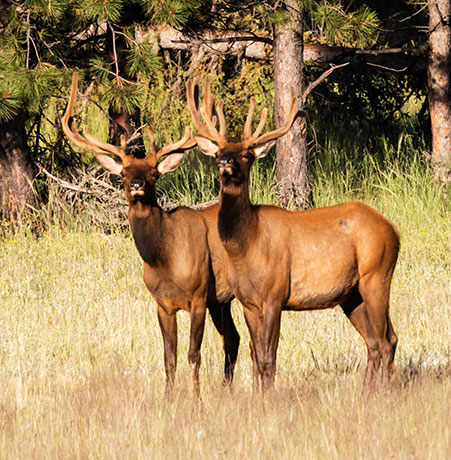 Elk Cervus canadensis Cervus elaphus