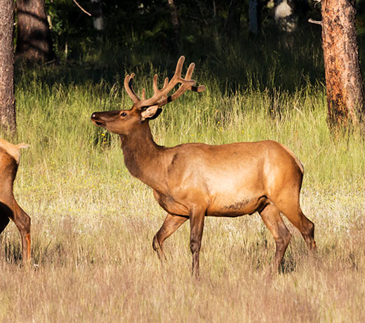 Elk Cervus canadensis Cervus elaphus