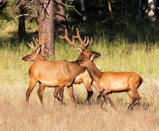 Elk Cervus canadensis Cervus elaphus