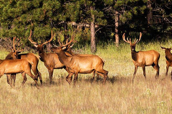 Elk Cervus canadensis Cervus elaphus