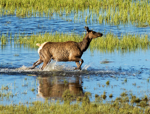 Elk Cervus canadensis Cervus elaphus