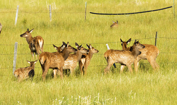 Elk Cervus canadensis Cervus elaphus