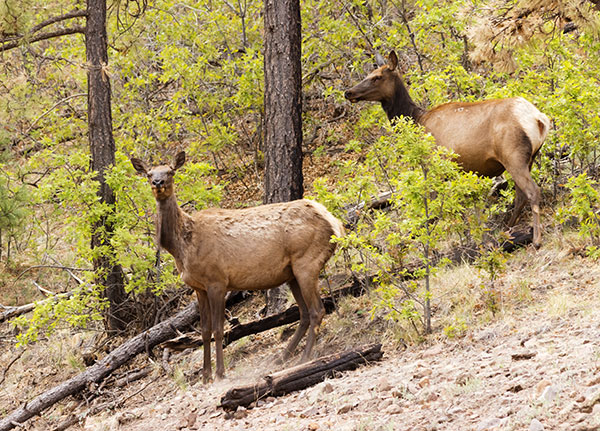 Elk Cervus canadensis Cervus elaphus
