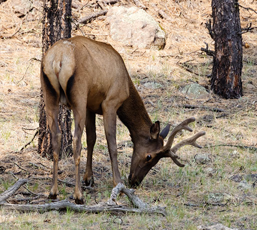 Elk Cervus canadensis Cervus elaphus