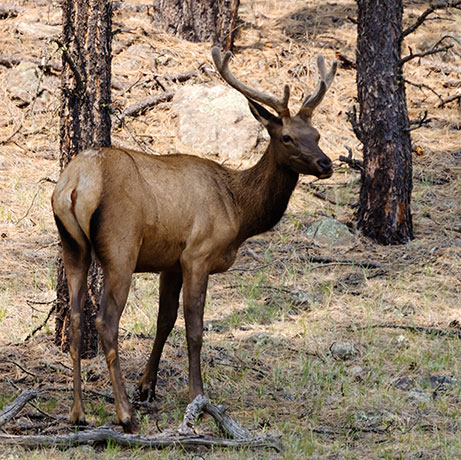 Elk Cervus canadensis Cervus elaphus