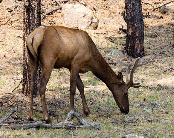 Elk Cervus canadensis Cervus elaphus