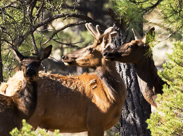 Elk Cervus canadensis Cervus elaphus
