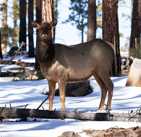 Elk Cervus canadensis Cervus elaphus