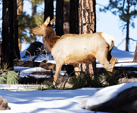 Elk Cervus canadensis Cervus elaphus