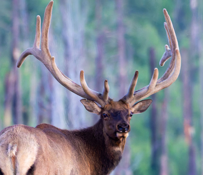 Elk Cervus canadensis Cervus elaphus