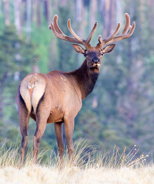 Elk Cervus canadensis Cervus elaphus