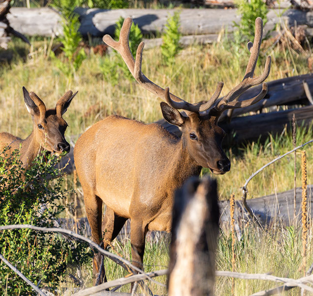 Elk Cervus canadensis Cervus elaphus