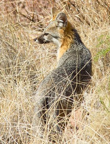 Gray Fox Urocyon cinereoargenteus 