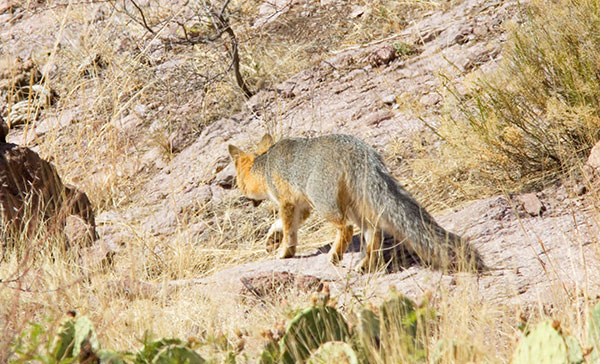 Gray Fox Urocyon cinereoargenteus 