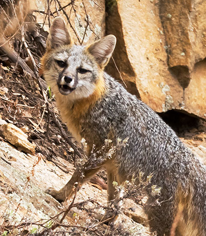 Gray Fox Urocyon cinereoargenteus 