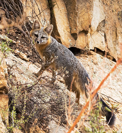 Gray Fox Urocyon cinereoargenteus 