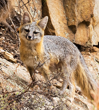 Gray Fox Urocyon cinereoargenteus 