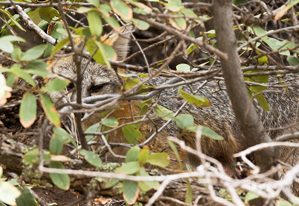 Gray Fox Urocyon cinereoargenteus 