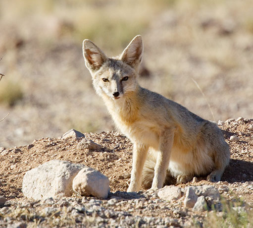 Kit Fox Vulpes macrotis 