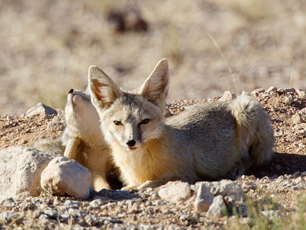 Kit Fox Vulpes macrotis 