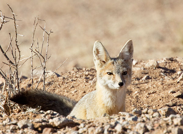 Kit Fox Vulpes macrotis 
