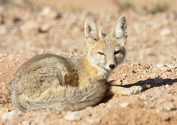 Kit Fox Vulpes macrotis 