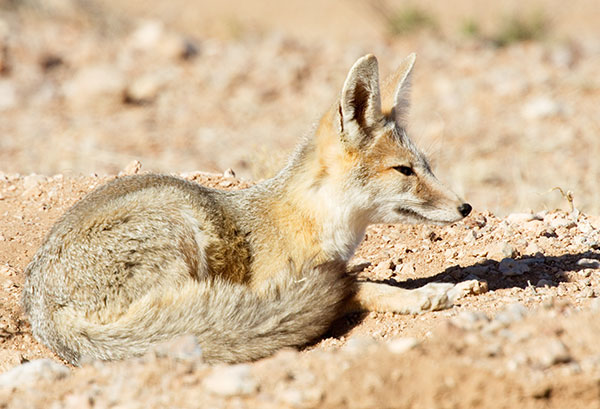 Kit Fox Vulpes macrotis 