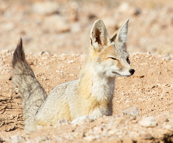 Kit Fox Vulpes macrotis 