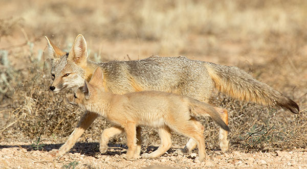 Kit Fox Vulpes macrotis 