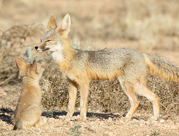 Kit Fox Vulpes macrotis 