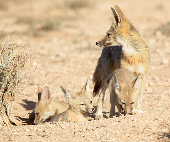 Kit Fox Vulpes macrotis 