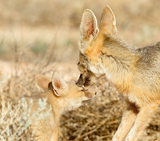 Kit Fox Vulpes macrotis 