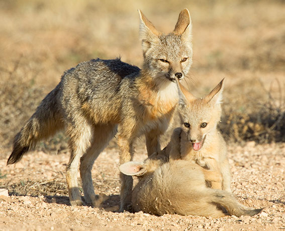 Kit Fox Vulpes macrotis 