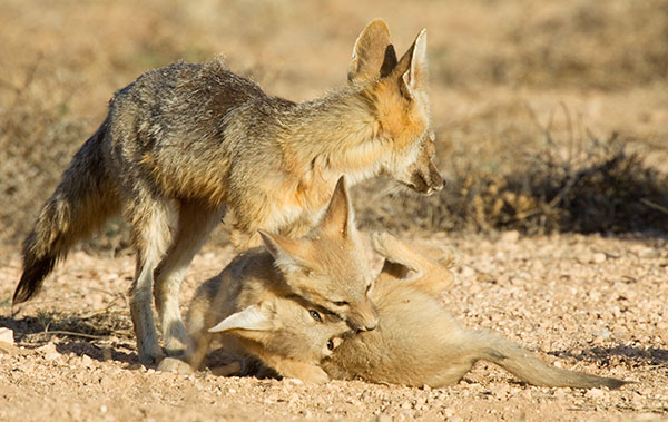 Kit Fox Vulpes macrotis 