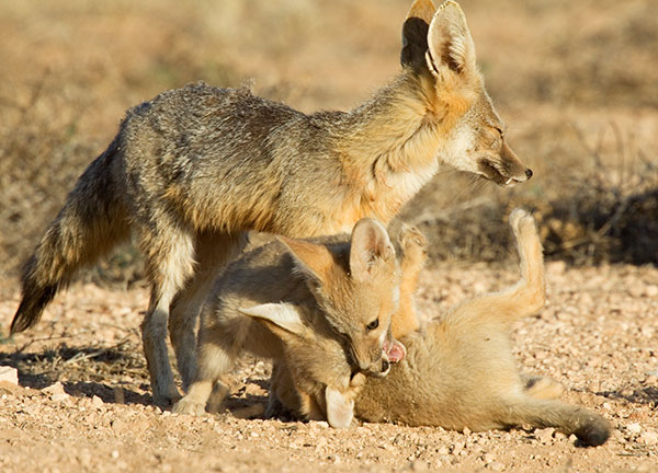 Kit Fox Vulpes macrotis 