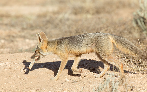 Kit Fox Vulpes macrotis 