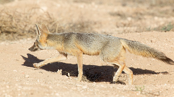 Kit Fox Vulpes macrotis 