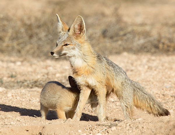 Kit Fox Vulpes macrotis 