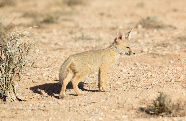 Kit Fox Vulpes macrotis 