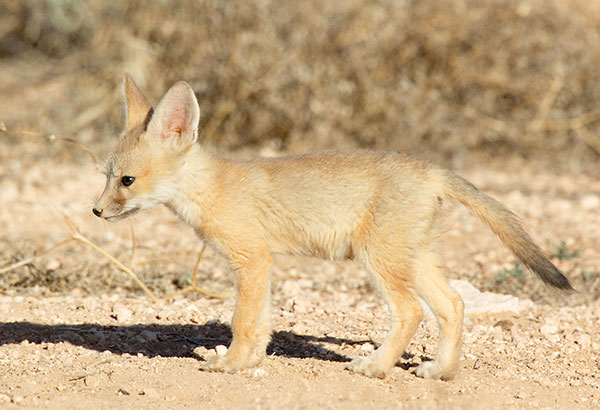 Kit Fox Vulpes macrotis 