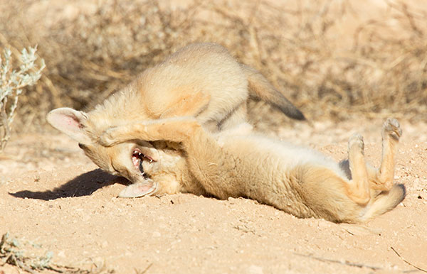 Kit Fox Vulpes macrotis 