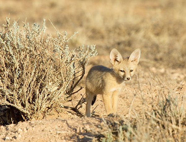 Kit Fox Vulpes macrotis 