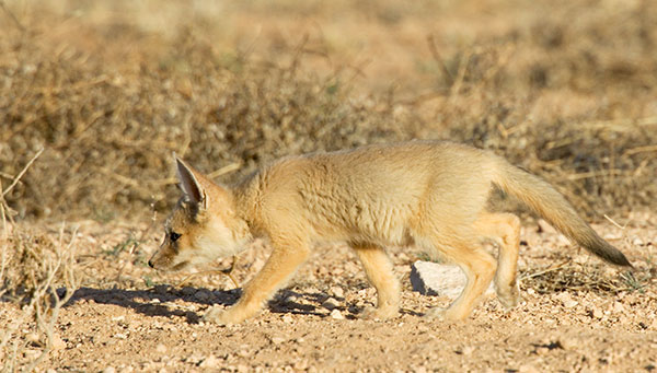 Kit Fox Vulpes macrotis 